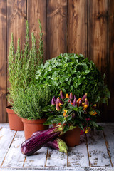 Fresh organic herbs selection