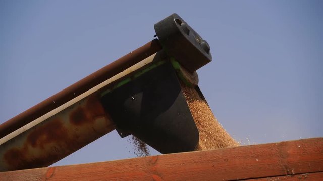 Combine harvester loads grain into a truck.