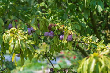 Blue plums on a branch with green leaves and blurred background