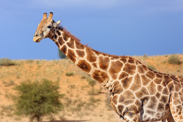 The south african giraffe (Giraffa camelopardalis giraffa) in the midlle of the dried river. Big male drinking from waterhole.