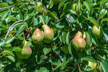 Juicy ripe pears on a tree