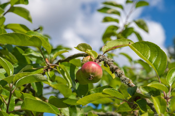 Red and green apples on a branch with blurred sky