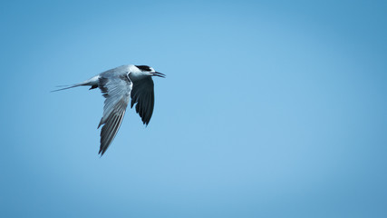 Seagull in blue sky.