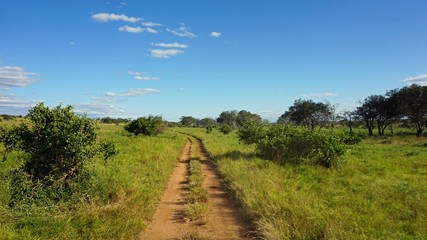 Fototapeta premium natural green landscape in kenya