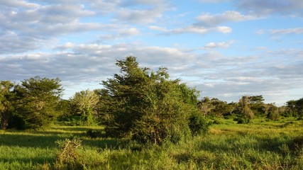 Fototapeta na wymiar natural green landscape in kenya