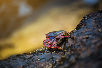 Red rock crab at the rocky shore in Tenerife Canary Island