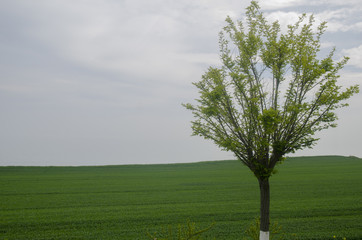 The Lonely Tree