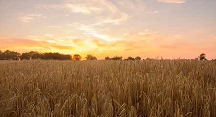 Field of corn ready for harvest at sunset