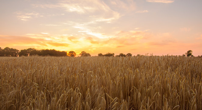 Field of corn ready for harvest at sunset