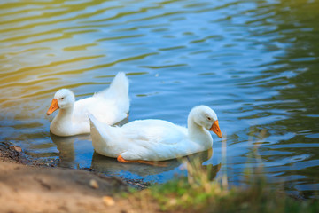 Two white geese swimming in the pond