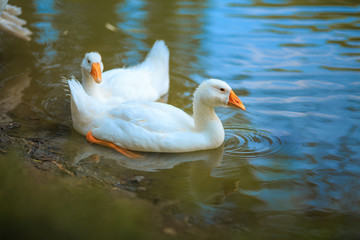 Two white geese swimming in the pond