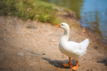 Single white goose looking to the left