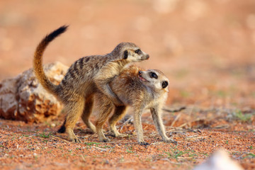 The meerkat or suricate (Suricata suricatta) patrolling near the hole. Meerkat standing in the...