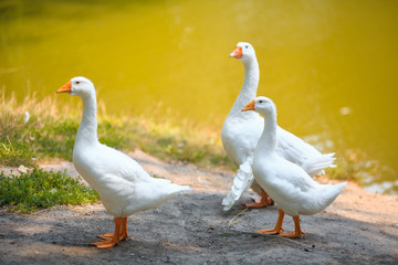 Fototapeta premium Three white geese family walking near the pond
