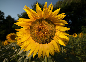 Sunflower closeup horizontal view