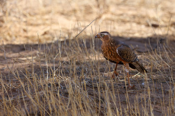 The (southern) pale chanting goshawk (Melierax canorus) standing in the grass.