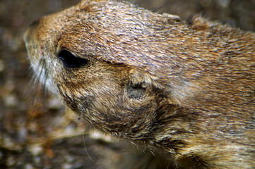 schwarzer Pr&auml;riehund