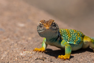 Collared Lizard