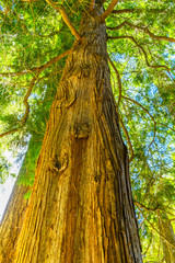 Coast Redwood Very Tall Tree Sequoia Sempervirens