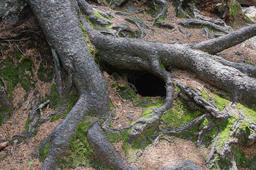 The mammal hole under a mossy fern-lined tree trunk