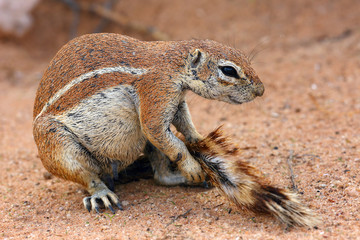 The Cape ground squirrel (Xerus inauris).Sguirel in desert sand.