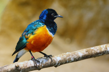 The Superb Starling (Lamprotornis superbus) sitting on the branch.