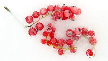red berry currant frozen in the ice