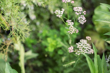 Swamp Milkweed Pollinator Friendly