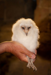 barn owl chick