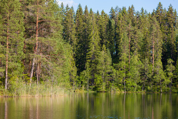 Small forest lake at summer in Finland