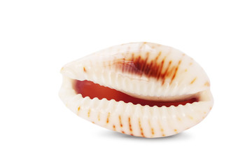 Shiny cowry or cowrie mollusk shell isolated on white background