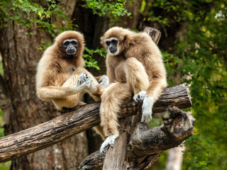 White Cheeked Gibbon or Lar Gibbon	