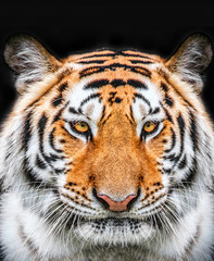 Tiger face on black  background.