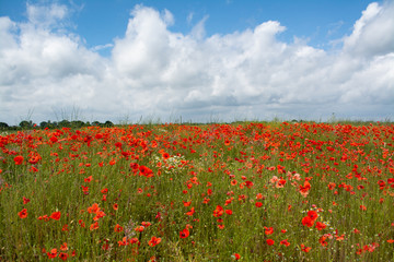 Poppy meadow