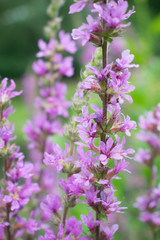 Lilafarbene Blumen Blutweiderich