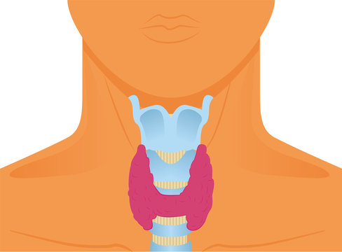 Thyroid gland illustration