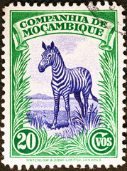 Zebra on vintage postage stamp of Mozambique