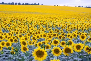 Aluminium Prints Sunflower field with plenty of blossoming sunflowers