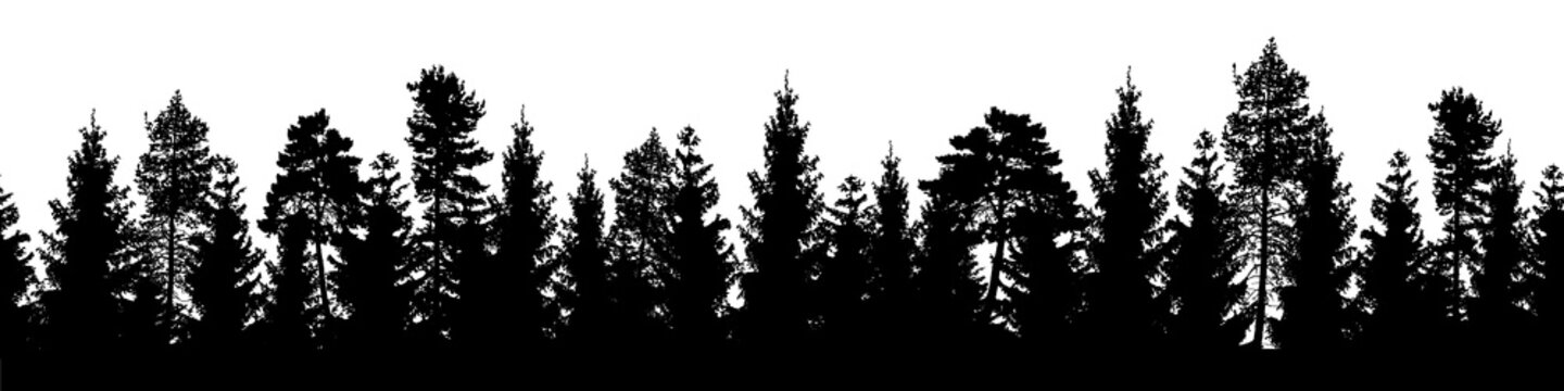 Seamless forest vector landscape with coniferous trees in black and white.