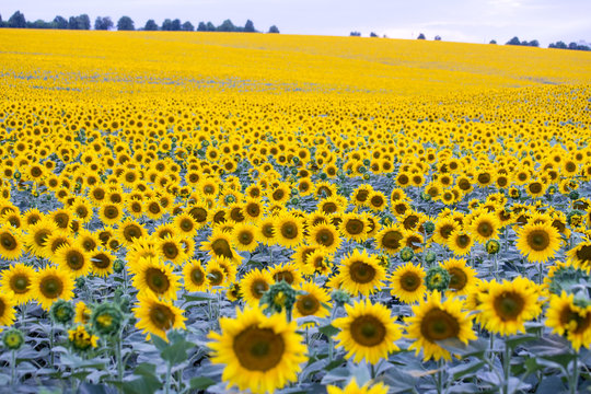 field with plenty of blossoming sunflowers
