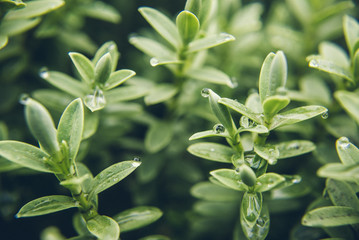 Nature green fresh plant