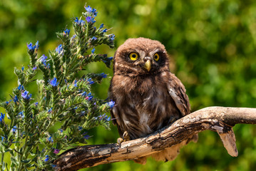 Little owl or Athene noctua perched on branch