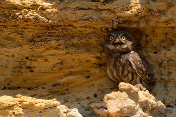 Little owl or Athene noctua on rock