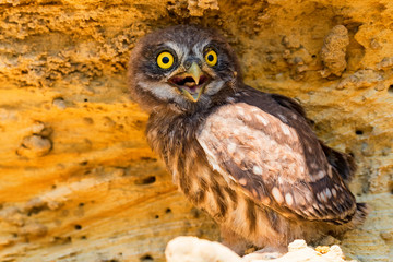Little owl or Athene noctua on rock