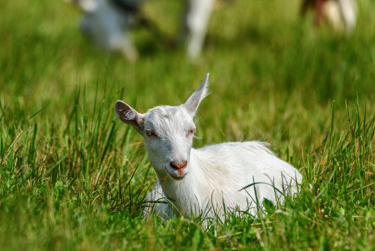 Portrait of a young goat on a chain on the field