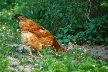 colorful hens are grazing on a free range