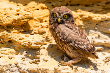 Little owl or Athene noctua on rock