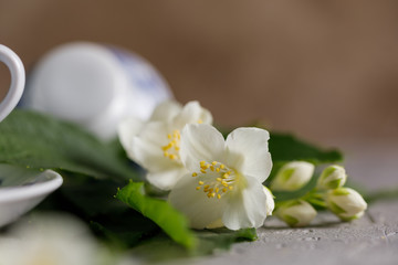 Fototapeta na wymiar Blossoming tender jasmine flowers. Snow-white beautiful flowers.