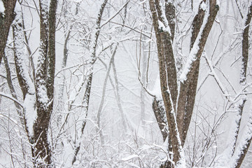 Snow storm in the winter forest