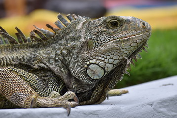 Iguana